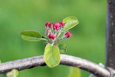 Apfel Malus