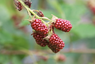 Brombeere Rubus