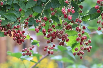 Brombeere Rubus