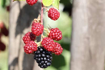 Brombeere Rubus