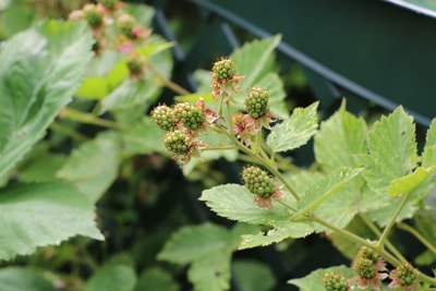 Brombeeren Rubus