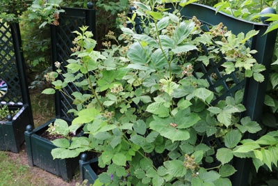 Brombeere Rubus