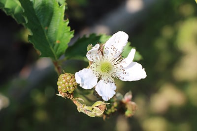 Brombeere Rubus