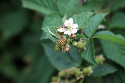 Brombeere Rubus