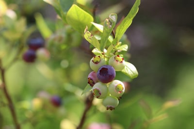 Heidelbeeren Blaubeeren