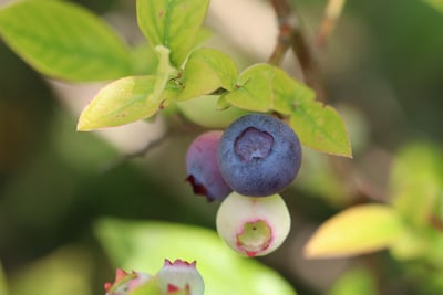 Heidelbeeren Blaubeeren