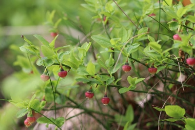 Heidelbeeren Blaubeeren