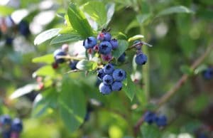 Heidelbeeren Blaubeeren