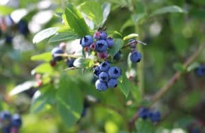 Heidelbeeren Blaubeeren