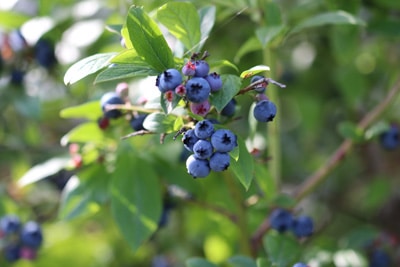 Heidelbeeren Blaubeeren