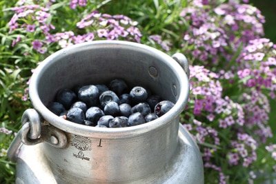 Heidelbeeren Blaubeeren