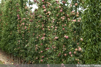 Säulenobst Säulenapfel