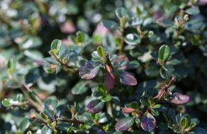 Cotoneaster Zwergmispel