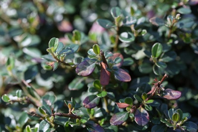 Cotoneaster Zwergmispel