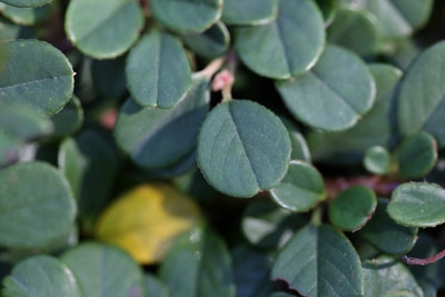 Cotoneaster Zwergmispel