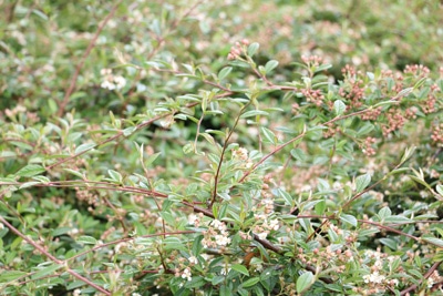 Cotoneaster Zwergmispel