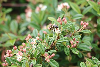 Cotoneaster Zwergmispel