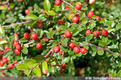 Cotoneaster Zwergmispel