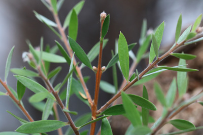 Zylinderputzer Callistemon