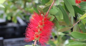 Zylinderputzer Callistemon