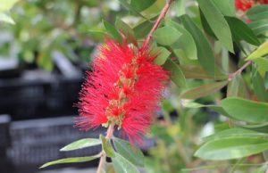 Zylinderputzer Callistemon