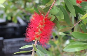 Zylinderputzer Callistemon