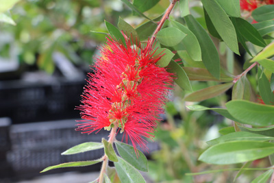 Zylinderputzer Callistemon