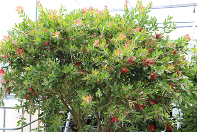 Zylinderputzer Callistemon