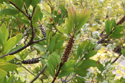 Zylinderputzer Callistemon