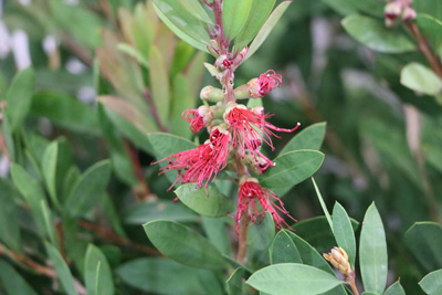 Zylinderputzer Callistemon