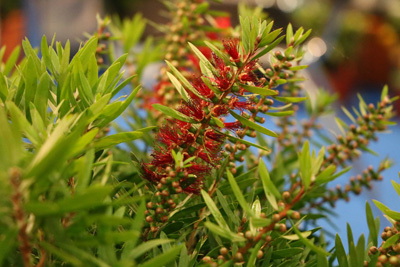 Zylinderputzer Callistemon