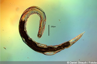 Nematoden