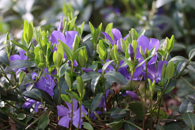 Vinca minor, kleines immergrün 