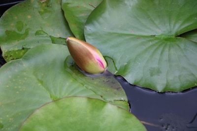 Seerose Teichrose reinigende Wasserpflanzen