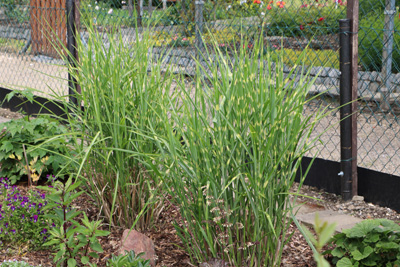 zebragras miscanthus sinensis 3144