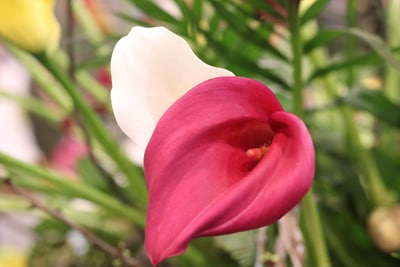 Calla