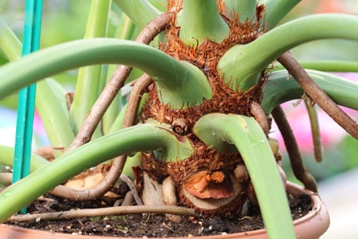 Philodendron Baumfreund