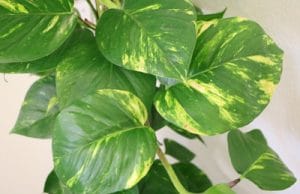 Philodendron Office