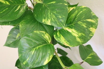 Philodendron Office