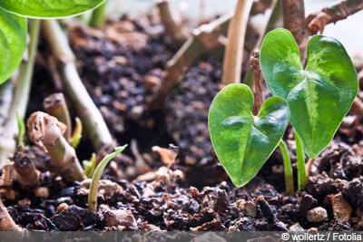 Philodendron Baumfreund