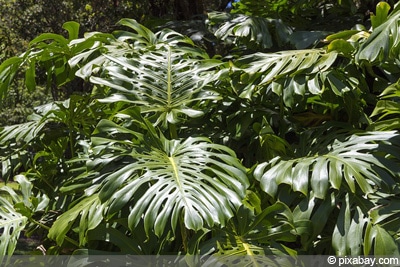 Philodendron Baumfreund