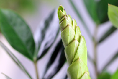 Zamioculcas Zamiifolia Glücksfeder Zamie