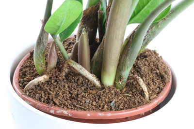 Zamioculcas Zamiifolia Glücksfeder Zamie