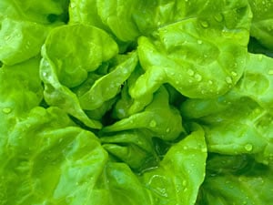 Kopfsalat Kopfsalat