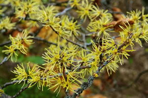 Blüten der Zaubernuss Blüten der Zaubernuss