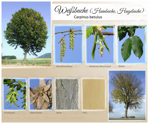 Steckbrief der Hainbuche