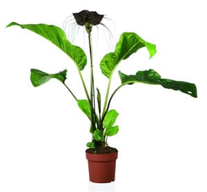 Fledermausblume Fledermausblume