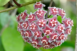 Hoya Wachsblume Hoya Wachsblume