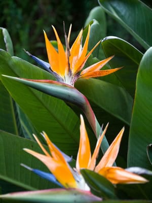 Paradiesvogelblume