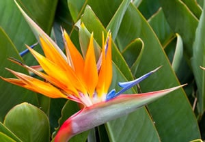 Paradiesvogelblume Paradiesvogelblume